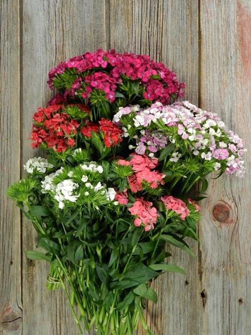 GYPSY  ASSORTED DIANTHUS